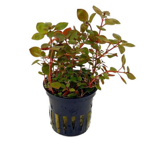 Ludwigia Palustris Super Red