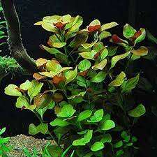Ludwigia repens Rubin