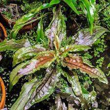 Cryptocoryne wendtii Green Gecko