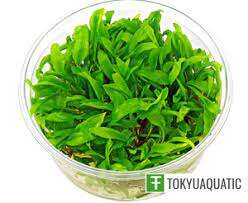 Cryptocoryne wendtii Green Gecko