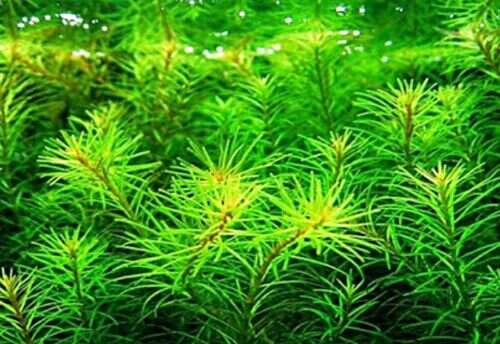 Rotala Nansjenshan invitro