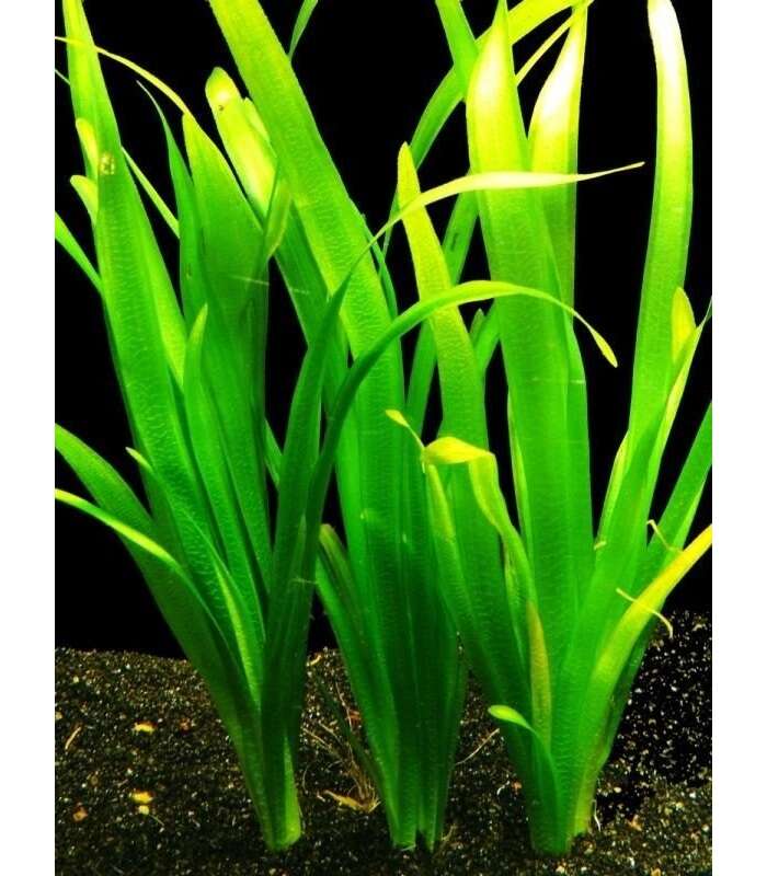 Vallisneria Gigantea