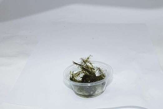 Phoenix Moss / Fissidens Fontanus