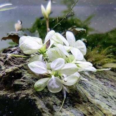 Anubias Snow White invitro (meget sjelden)(5-7rosetter)