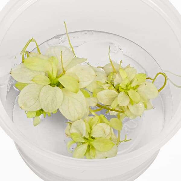 Anubias Snow White invitro (meget sjelden)(5-7rosetter)