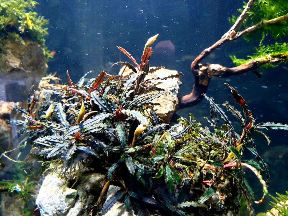 Bucephalandra Caterina