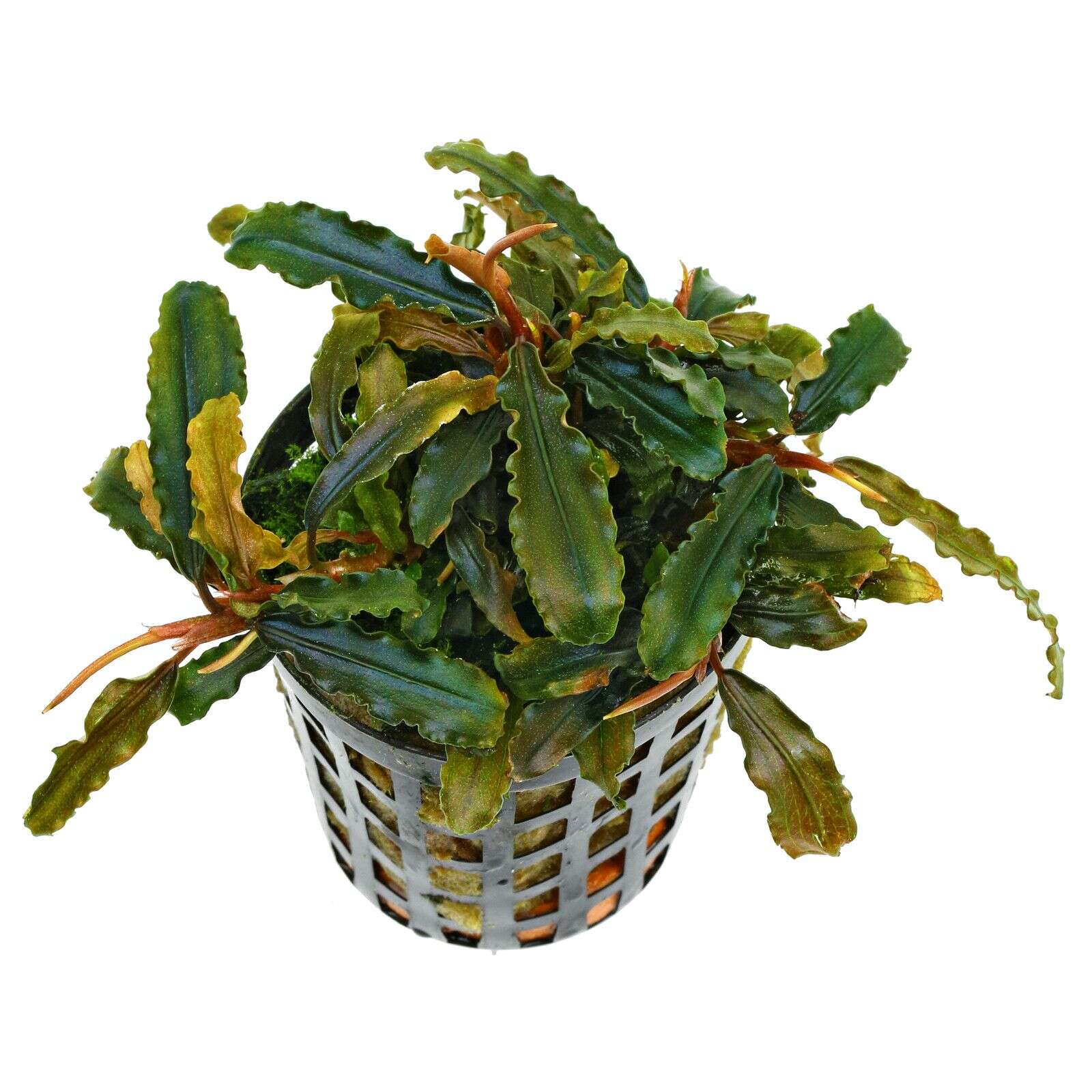 Bucephalandra Caterina