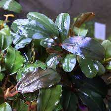 Bucephalandta Theie Red