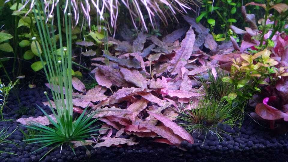 Cryptocoryne Pechii Pink