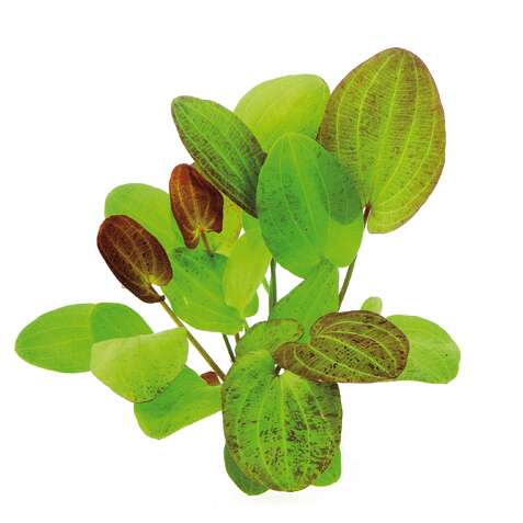 Echinodorus Ipica