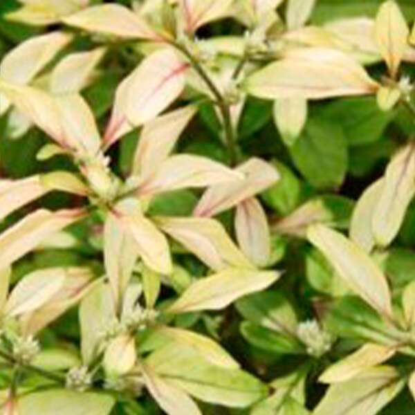 Alternanthera Bettzickiana Aurera Yellow Calico Plant