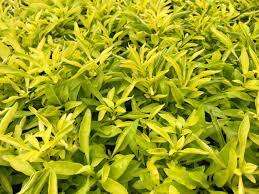 Alternanthera Bettzickiana Aurera Yellow Calico Plant