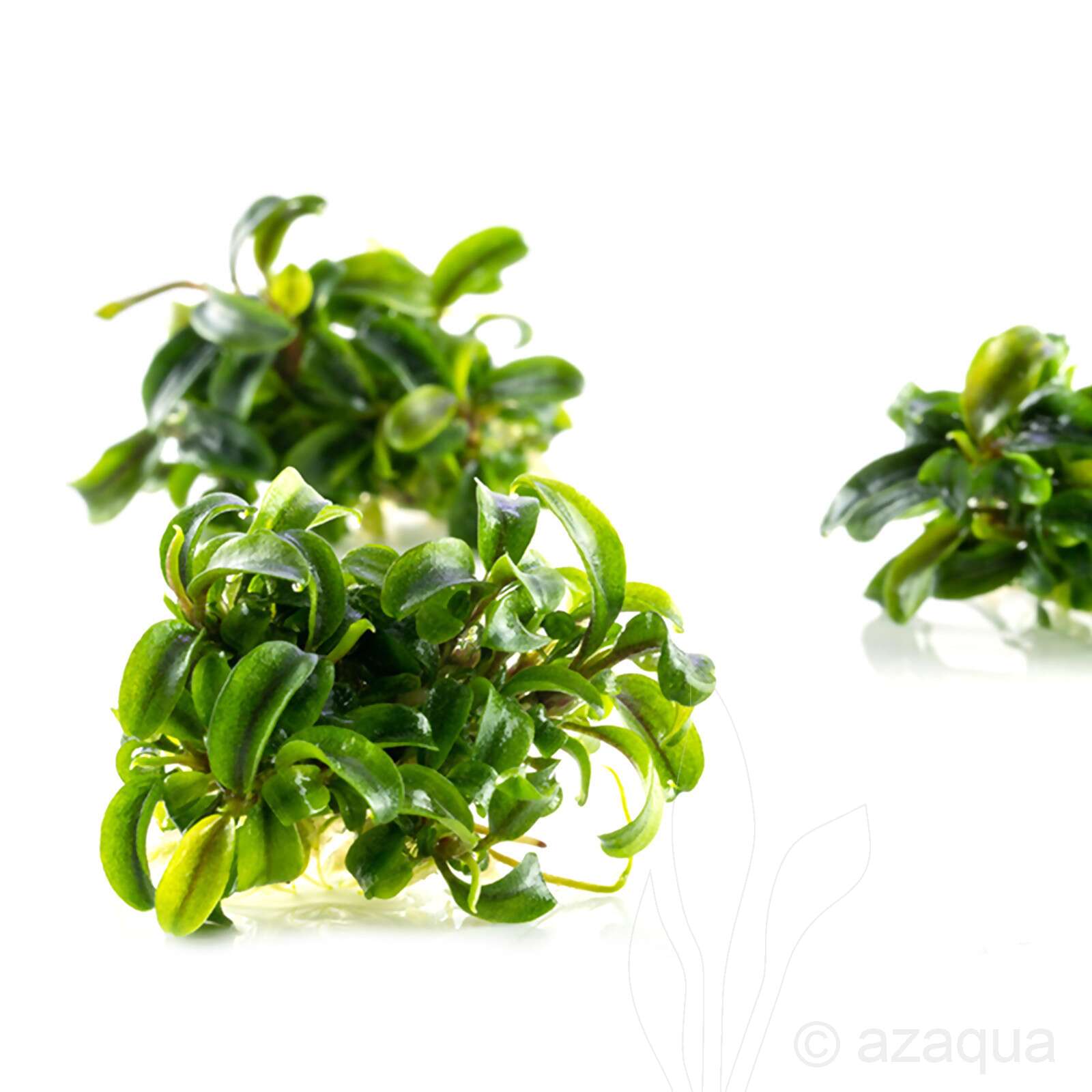 Bucephalandra Needle Leaf Invitro