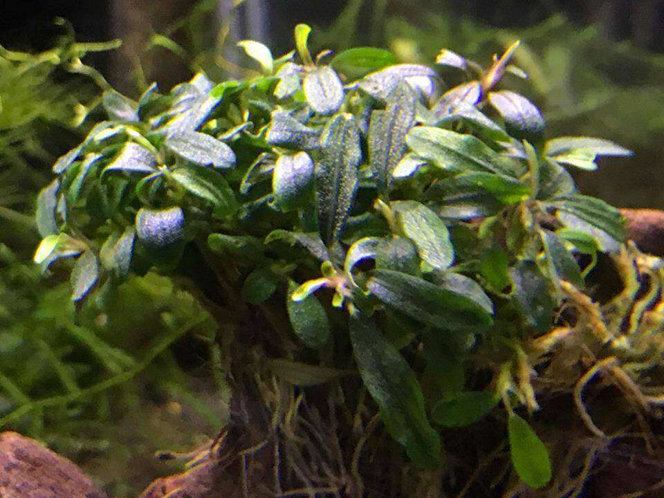 Bucephalandra Needle Leaf Invitro