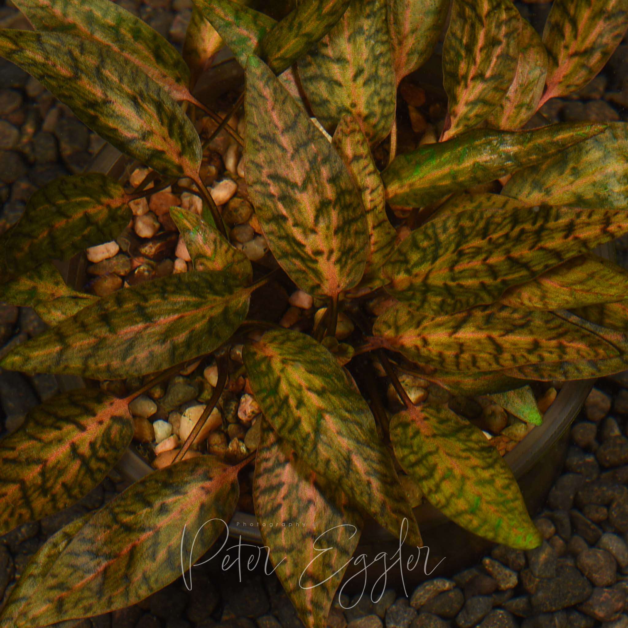 Cryptocoryne Nurii invitro