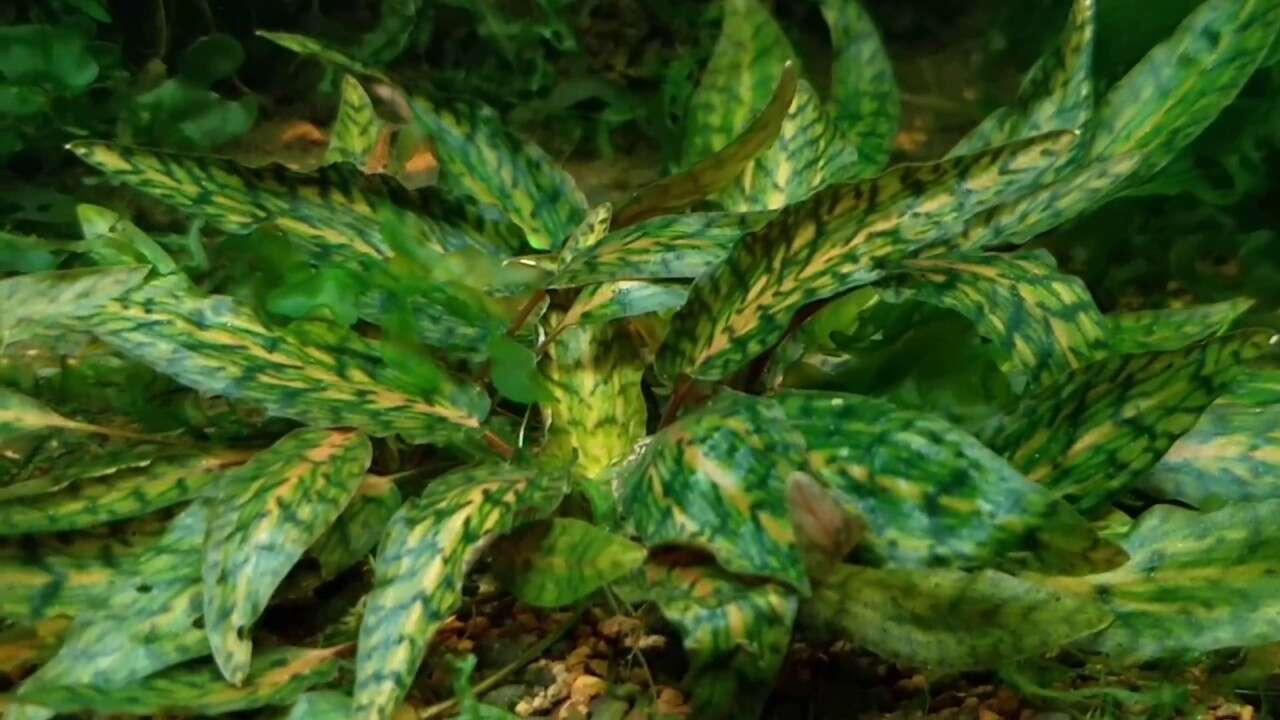 Cryptocoryne Nurii invitro