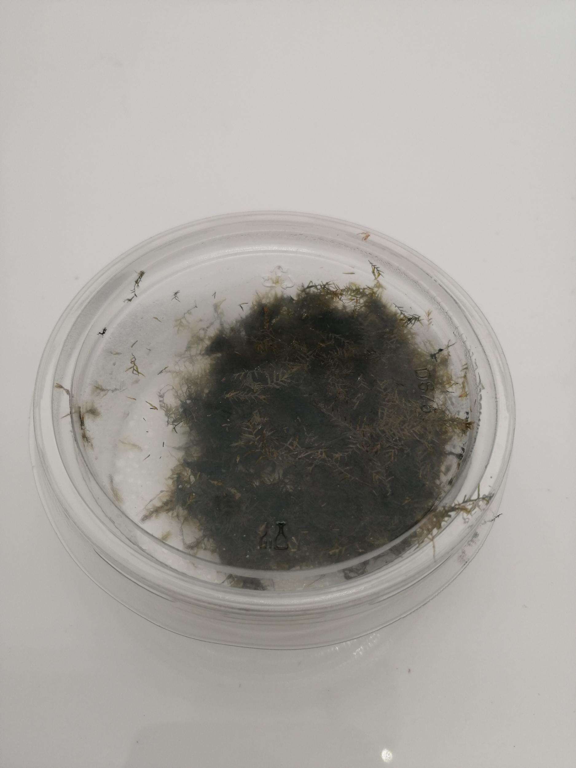 Phoenix Moss / Fissidens Fontanus