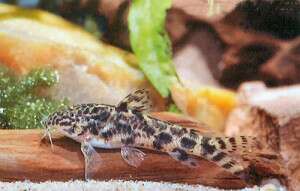 Aspidoras Black Fin CW052