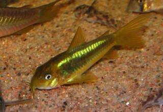 Corydoras sp. «gold laser» (CW010)