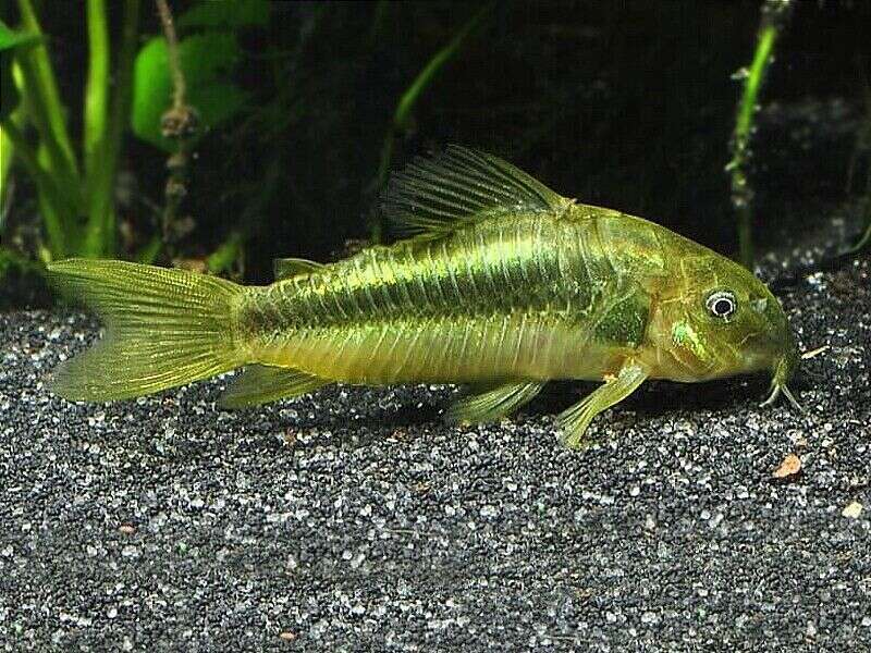 Corydoras aeneus Green Stripe CW009