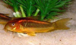 Corydoras aeneus Orange Stripe CW010