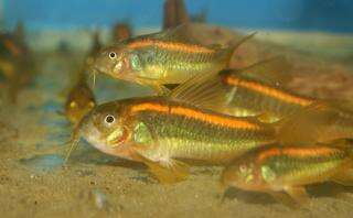Corydoras aeneus Orange Stripe CW010