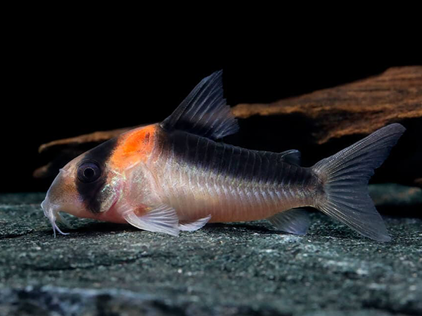 Corydoras duplicareus
