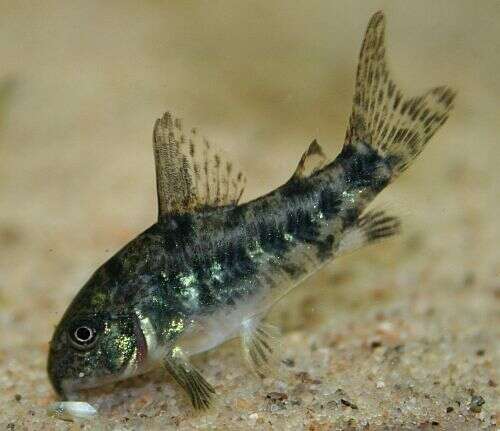 Corydoras paleatus