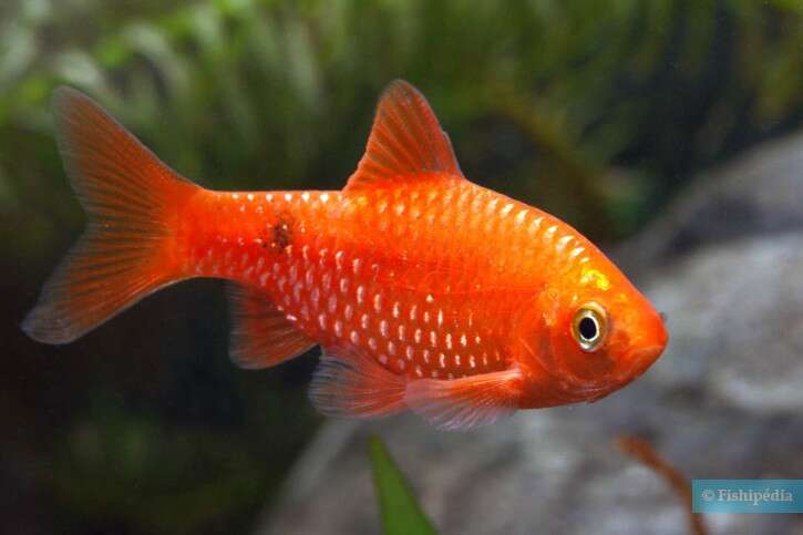 Barbus (Pethia) conchonius """"Super Red""""