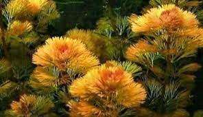 Cabomba Furcata(piauhyensis-rød cabomba)
