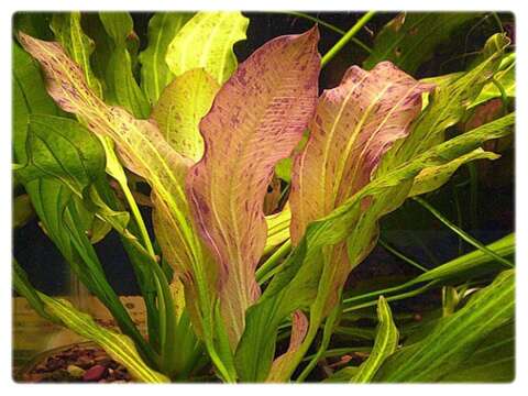 Echinodorus x Phyton