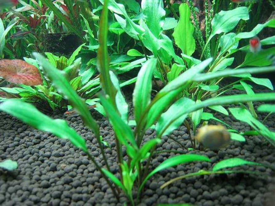 Cryptocoryne lucens