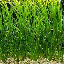 Vallisneria asiatica