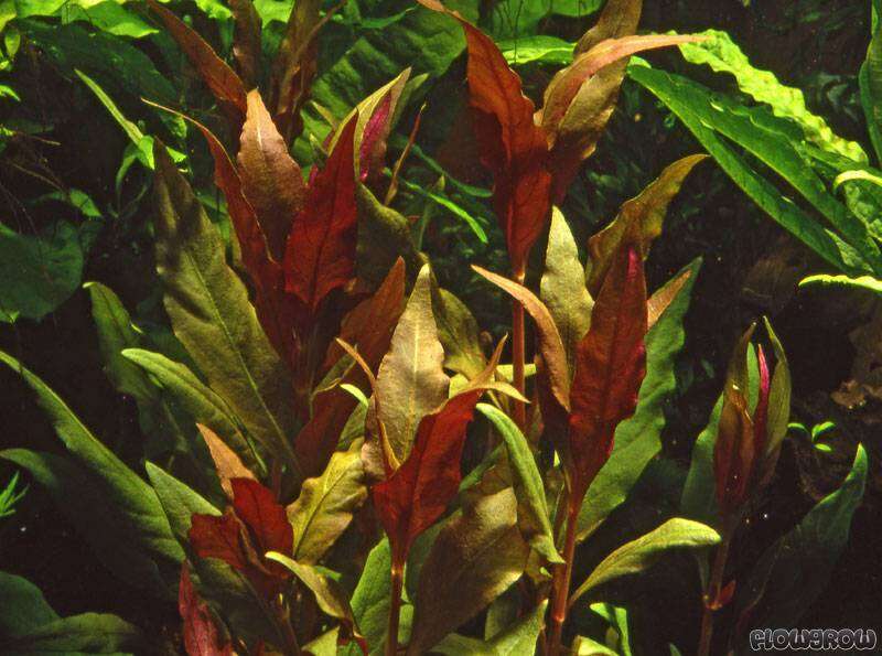 Alternanthera rosaefolia