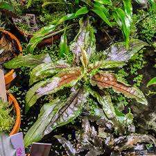 Cryptocoryne wenditii green gecko, invitro