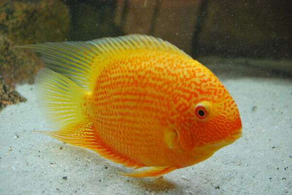 Heros severus """"Gold / Red Spotted""""