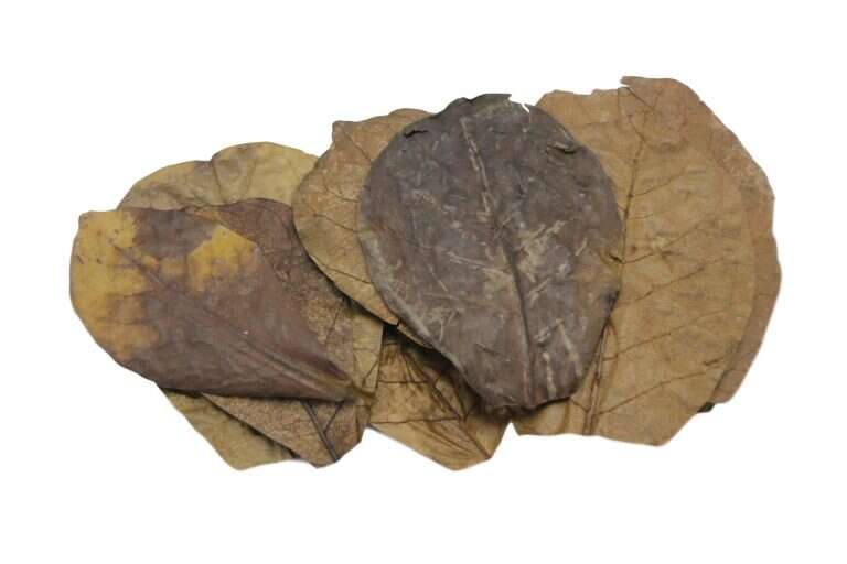 Nature4pets Catappa XS Nano 10stk