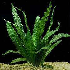 Aponogeton Boivinianus