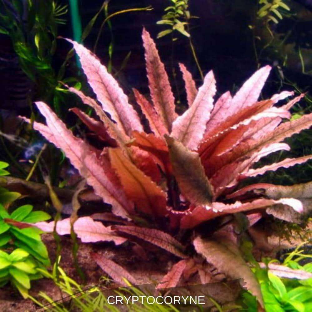 Cryptocoryne Flamingo invitro
