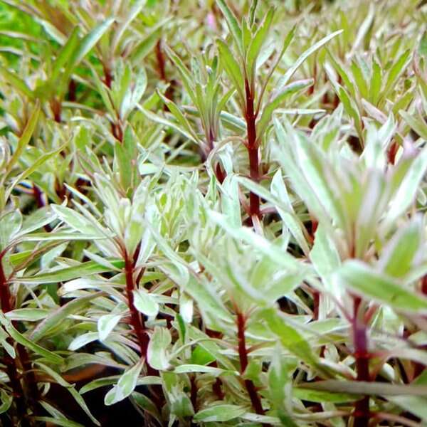 Ludwigia sp. White (meget sjelden)