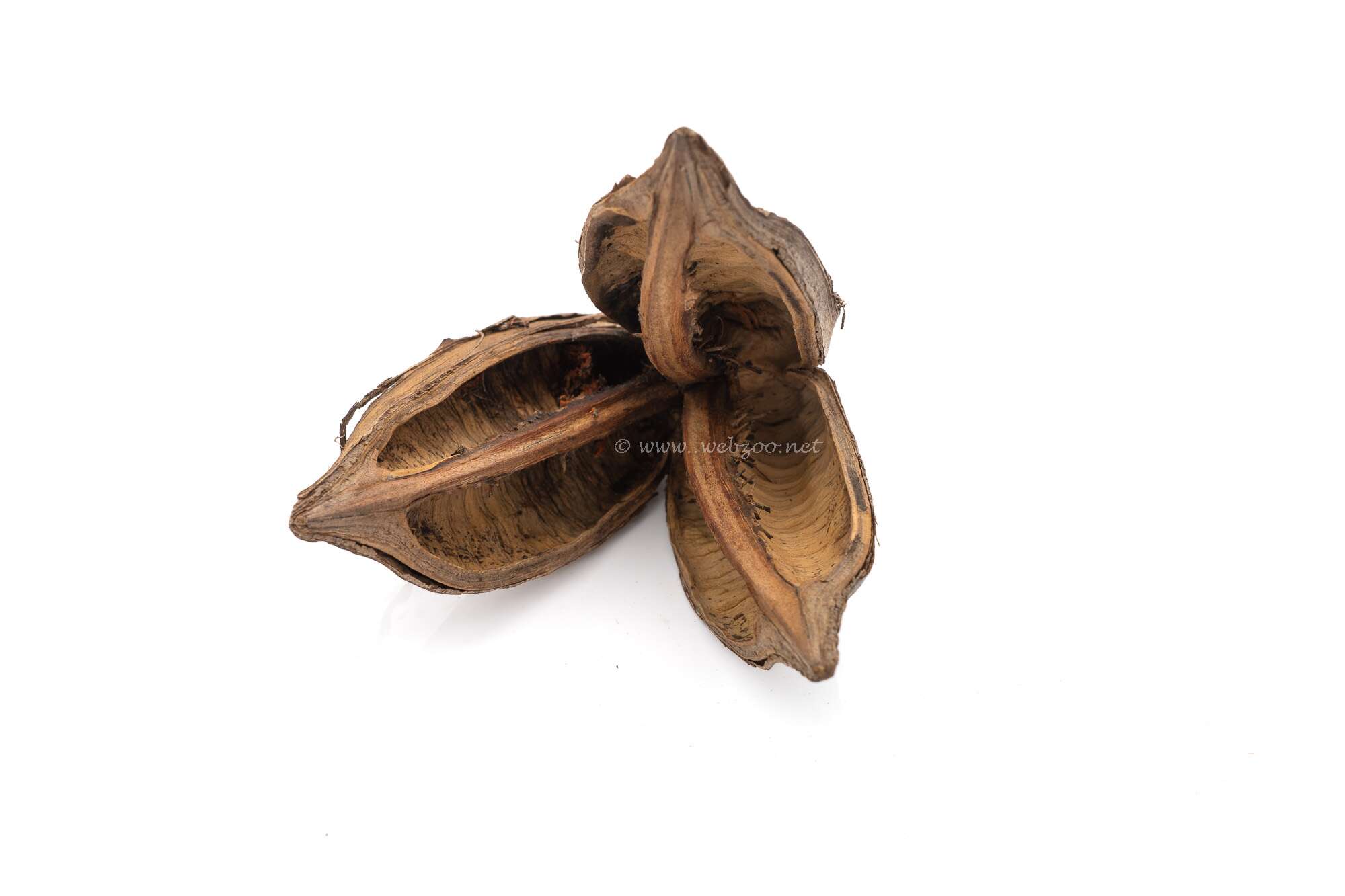 Aqualex Sororoca flower 9-14cm