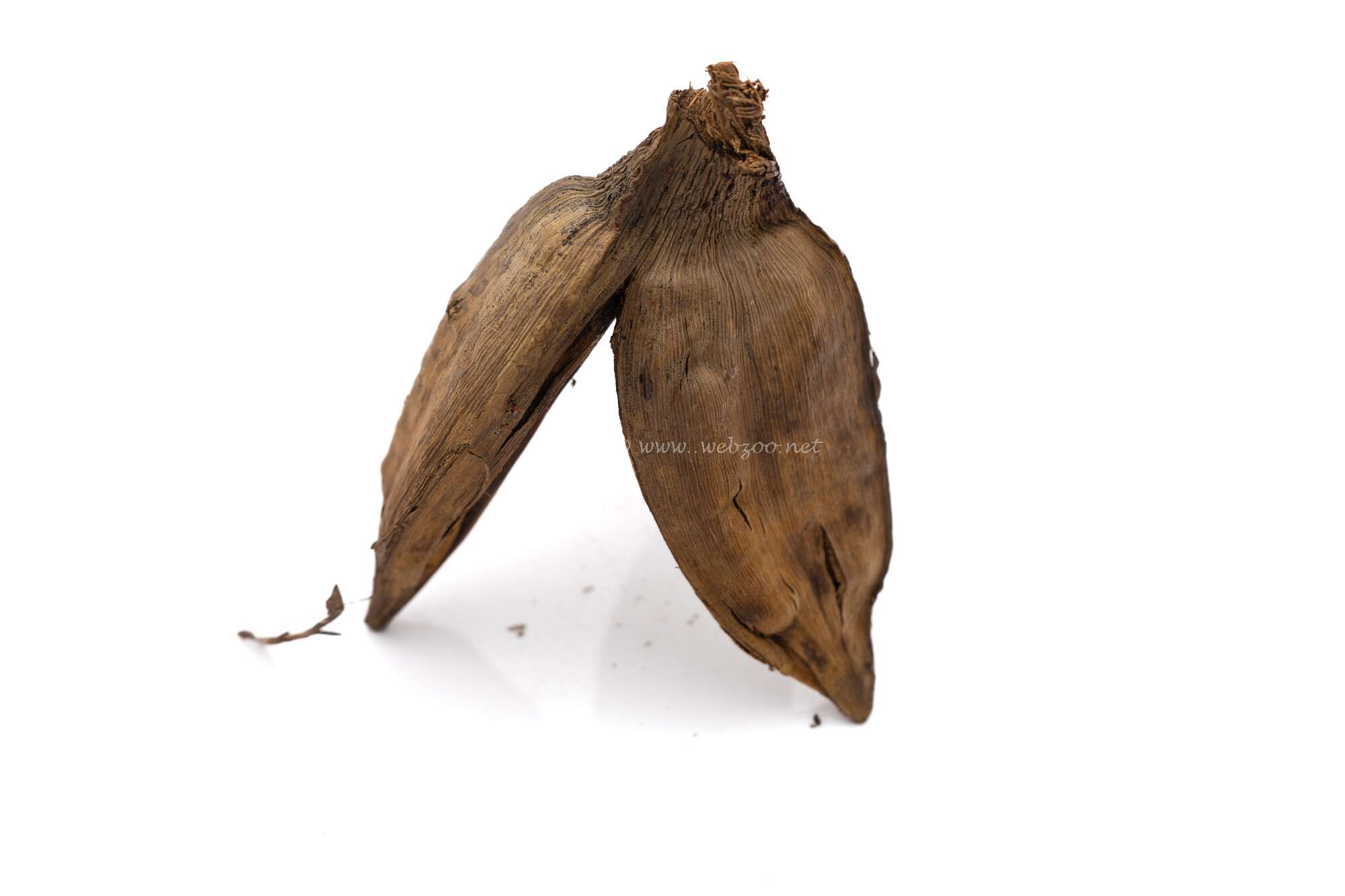 Aqualex Sororoca flower 9-14cm