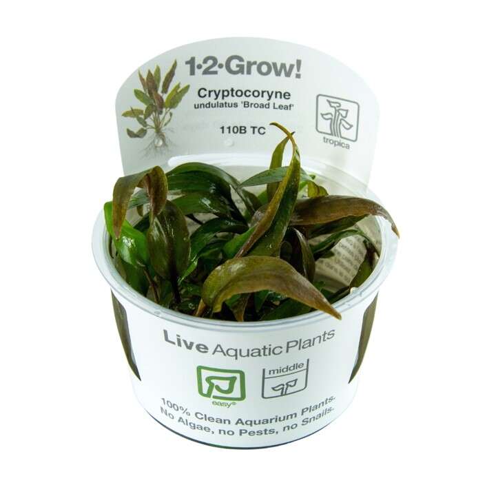 Cryptocoryne undulata Broad Leaf invitro