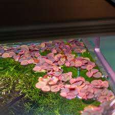 Phyllanthus Flutians Invitro