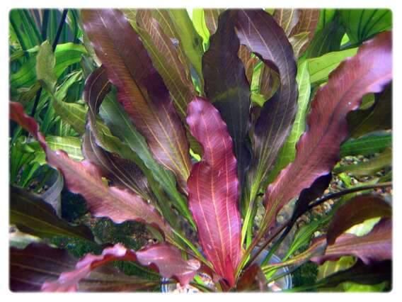 Echinodorus Rubin