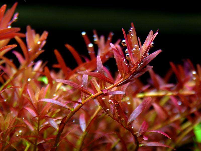 Rotala rotundifolia Colorata