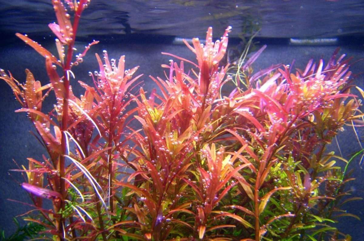 Rotala rotundifolia Colorata