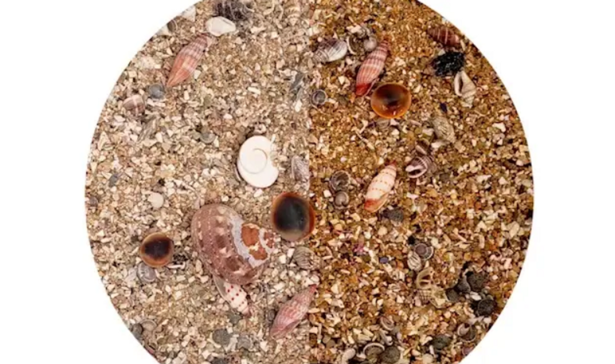 WIO Nautilus Tan RiverBed 5kg