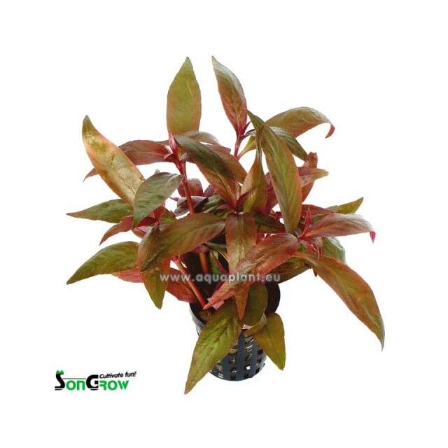 Alternanthera lilachina