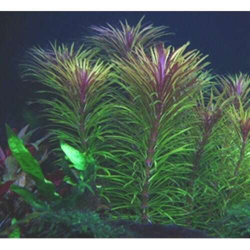 Pogostemon Octopus Stellatus